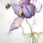 Anemone 70x50cm, Farbstiftzeichnung