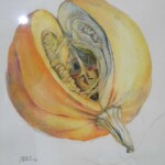 Geöffnet 60x60cm, Farbstiftzeichnung