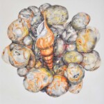 Muschelnest 35x35cm, Zeichnung