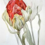 Papageientulpe 100x70cm, Farbstiftzeichnung