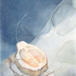 Samenkorb 70x50cm, Farbstiftzeichnung
