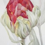 Tulpe, Ausschnitt
