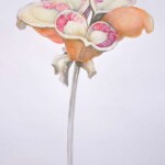 Samenhülsen 100x70cm, Zeichnung